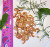 Tôm khô Rạch Gốc Cà Mau (500g-540g) - Dried Shrimp Ca Mau